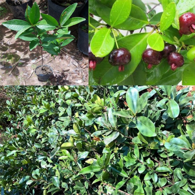Cây Giống Cherry Brazil