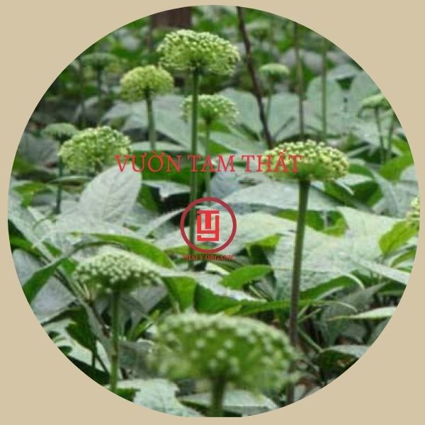 Nụ Tam Thất sấy lạnh 500 Gram Loại 1