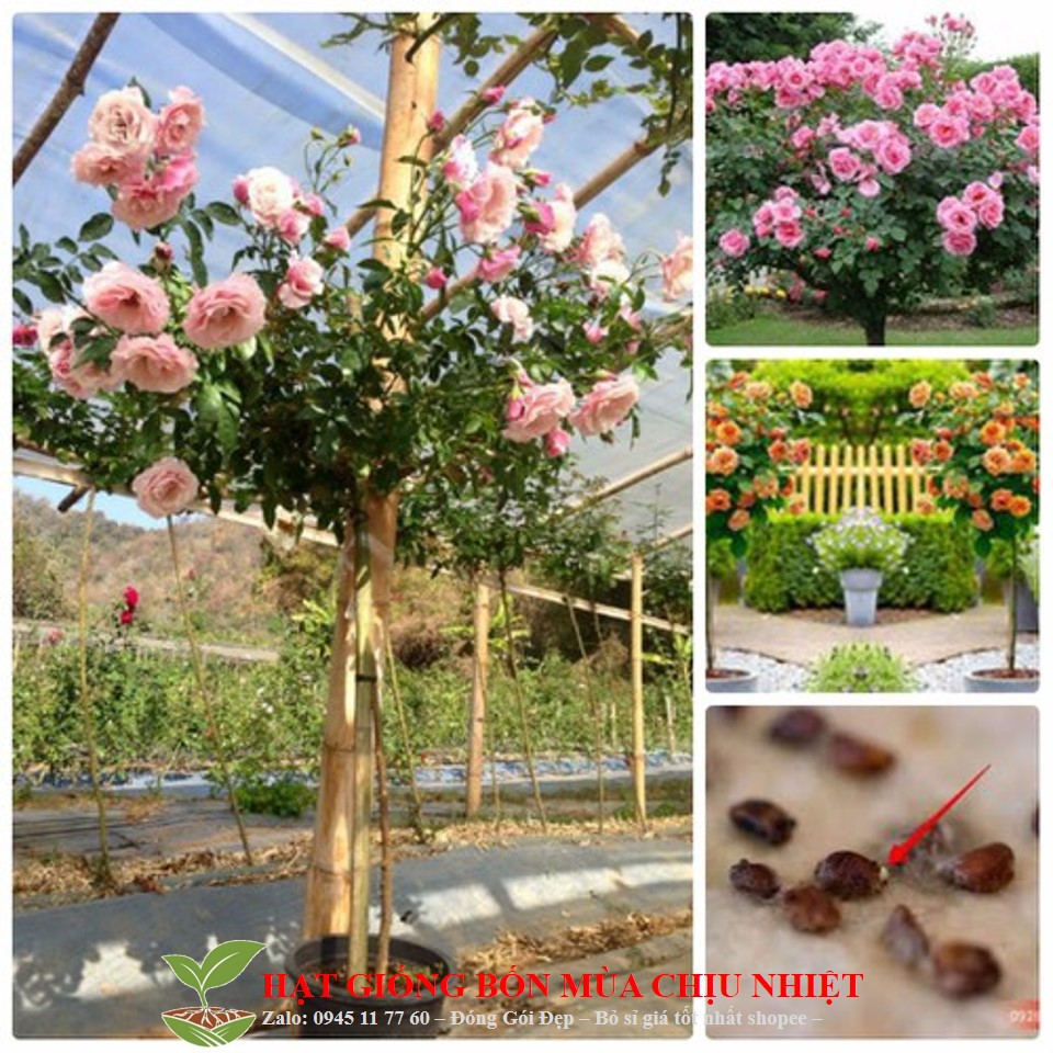 HG8 Combo 9 loại hạt giống hoa hồng thân gỗ