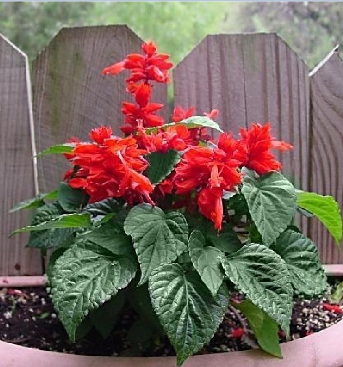 "Gói 100 "Hạt giống hoa xác pháo đỏ [Seeds]