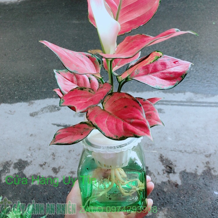 Chậu vạn lộc thuỷ sinh