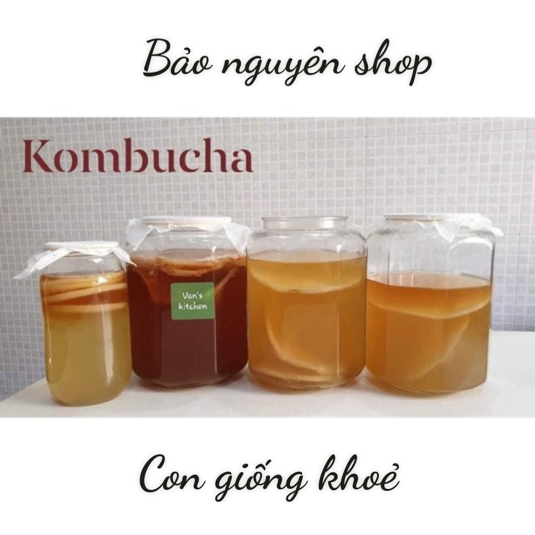 Nấm scoby/kombucha kèm nước mồi làm trà kombucha- con giống khỏe