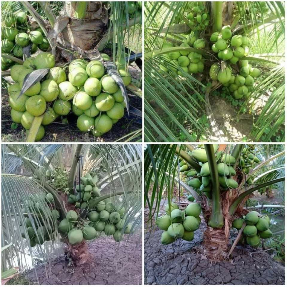 Cây Dừa xiêm lùn Thái Lan siêu trái.