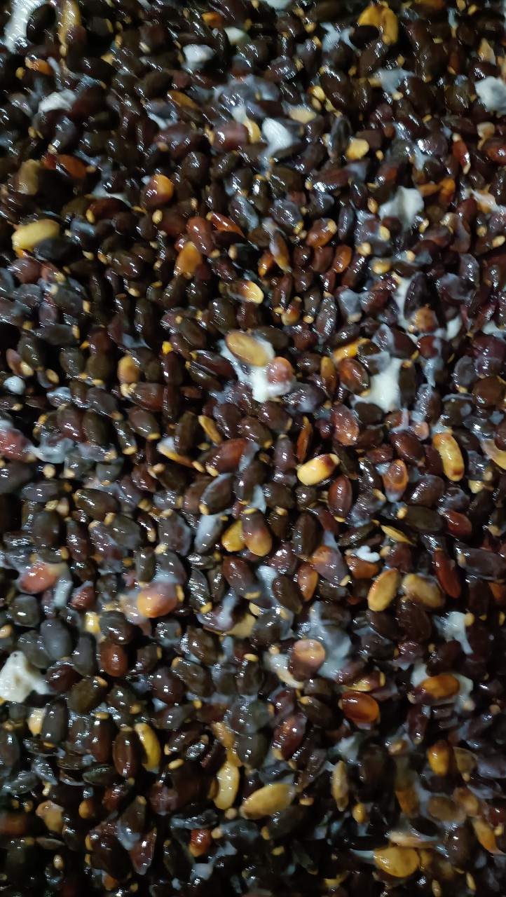 500gram hạt giống mãng cầu xiêm