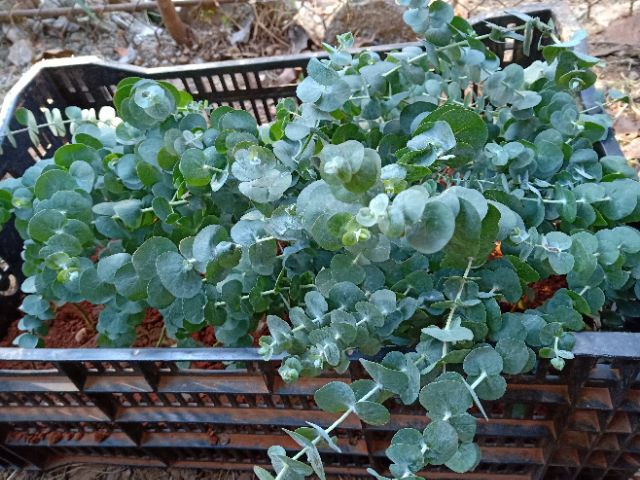 Chậu cây Khuynh Diệp - Đô La Bạc - Bạch Đằng cảnh - SilverDollar Tree - Eucalyptus cinerea (Argyle Apple)