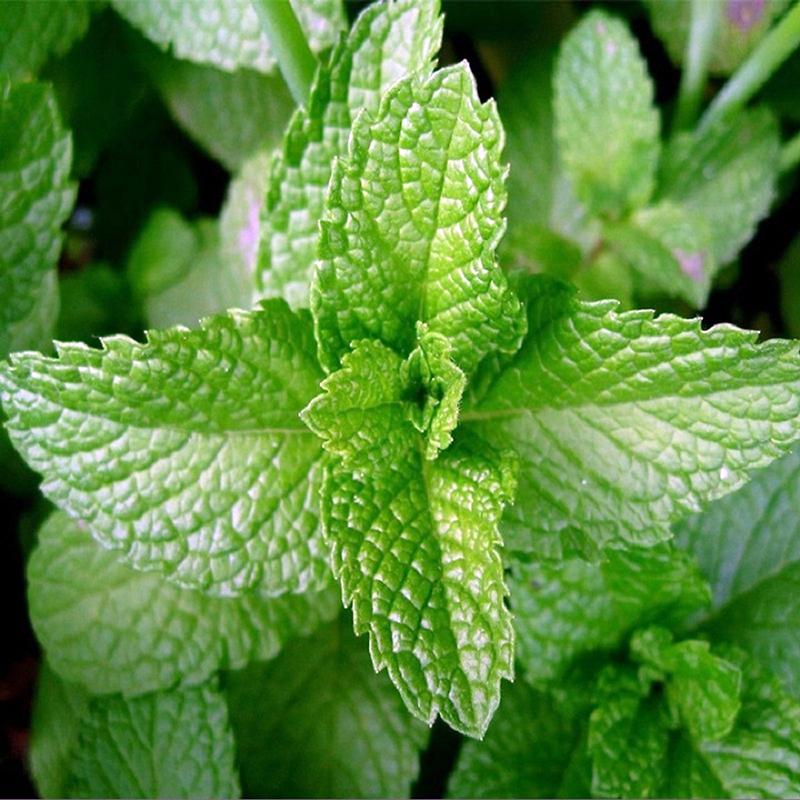 Hạt giống Bạc hà (Menthol) Peppermint Golden Seeds 10 Hạt