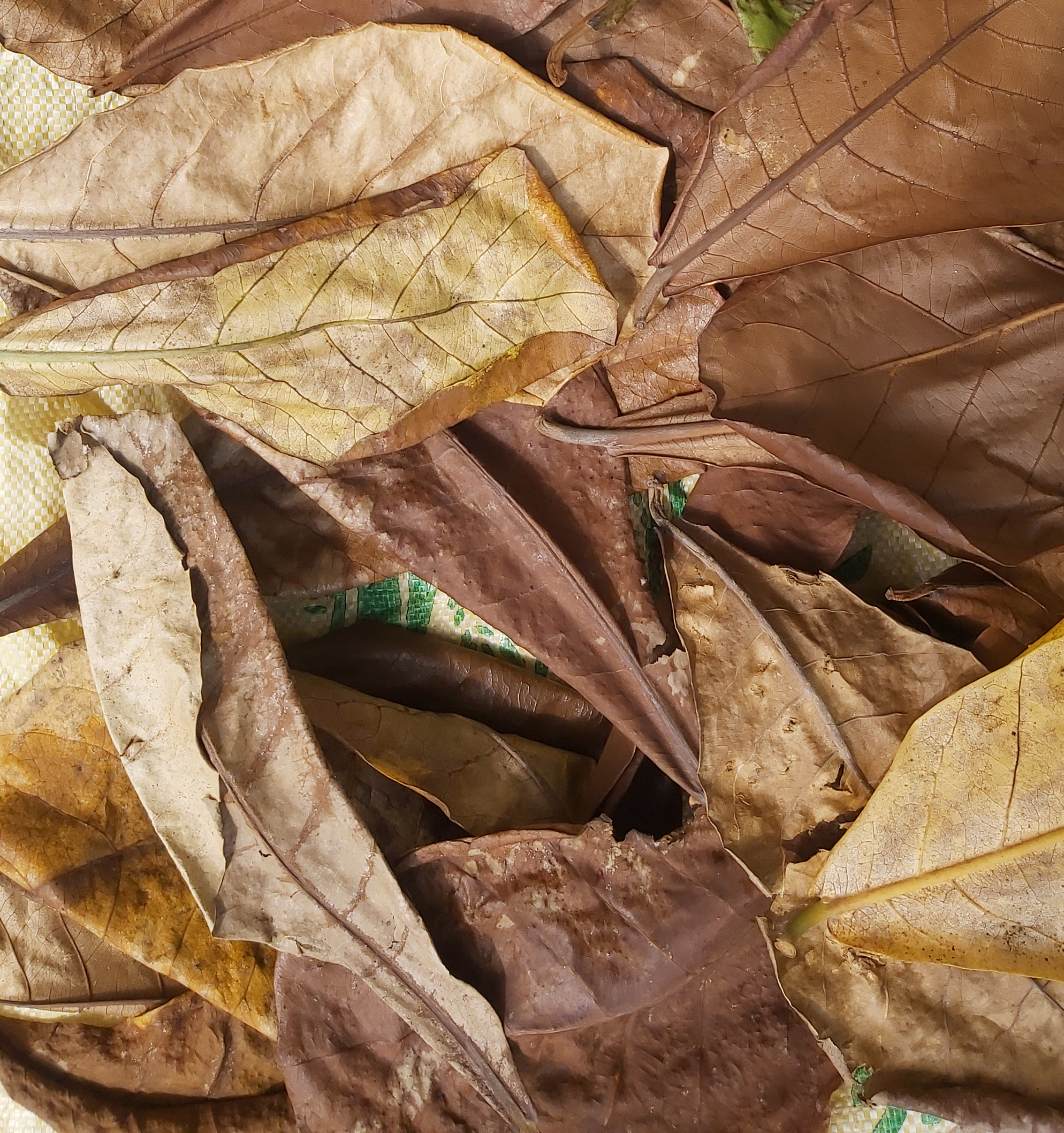 [HCM]20 Lá Bàng Khô cho Bể cá Tép Betta Cá Rồng và Cá Cảnh tạo Môi trường nước lý tưởng