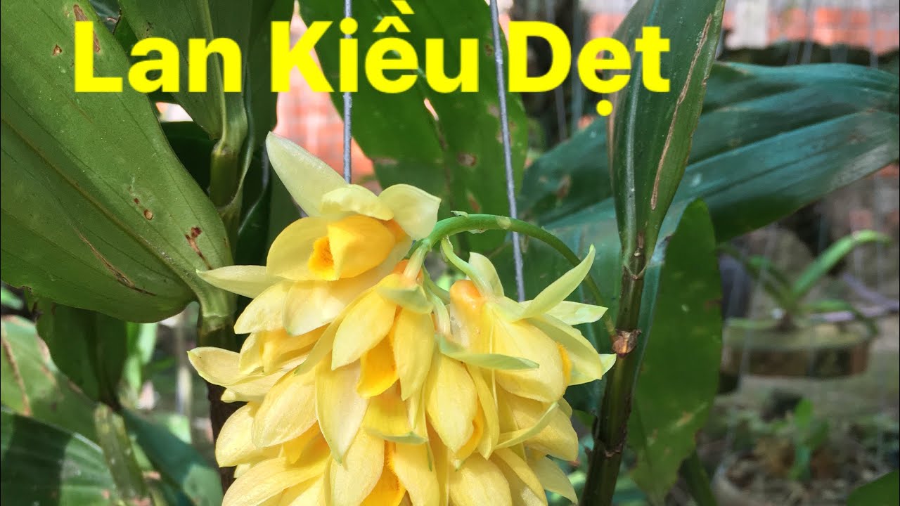 Lan kiều dẹp rễ khỏe ấm chậu