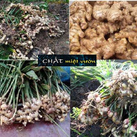 Cây gừng giống