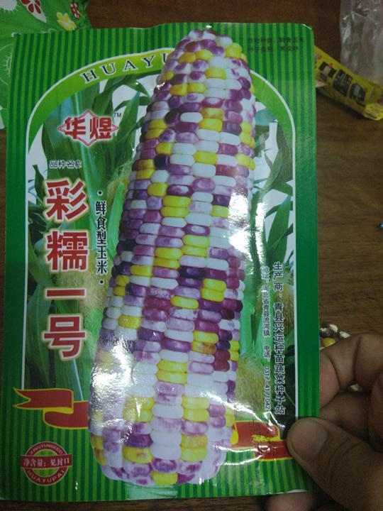 "Gói 30 Hạt " Hạt giống ngô nhiều màu ( ngô kim cương )