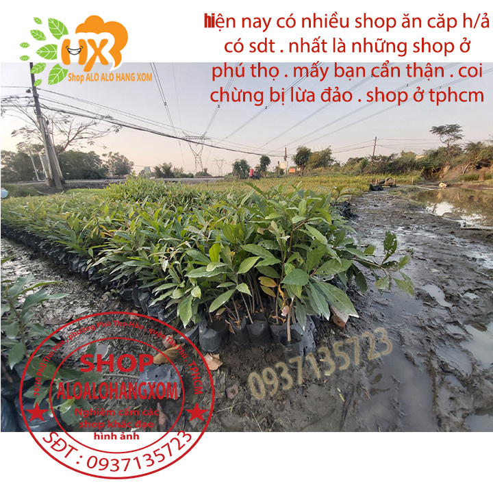 combo 5 cây lộc vừng màu đỏ --cây giống