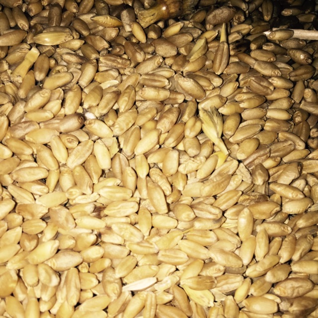 HẠT LÚA MÌ( LÚA MẠCH)