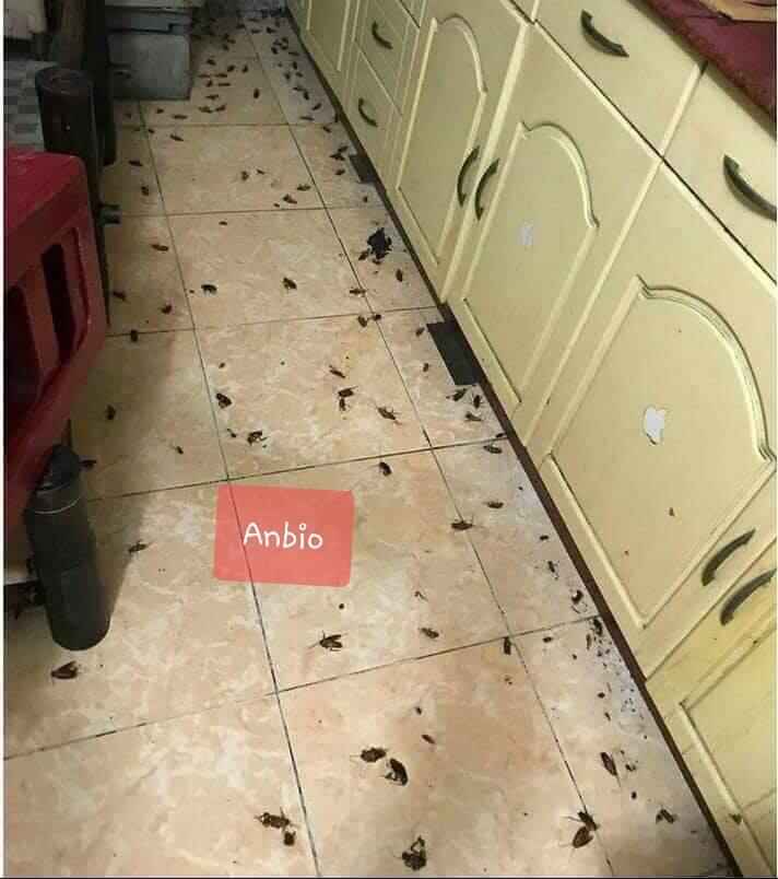 [HCM]Combo 50 lọ Thuốc Diệt Kiến Gián Anbio
