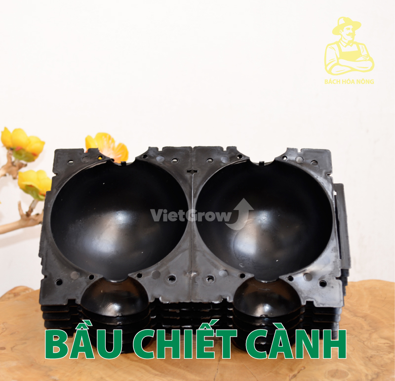 [HCM]Combo 5 Bầu chiết cành Croco - Size M (8cm), Màu Đen