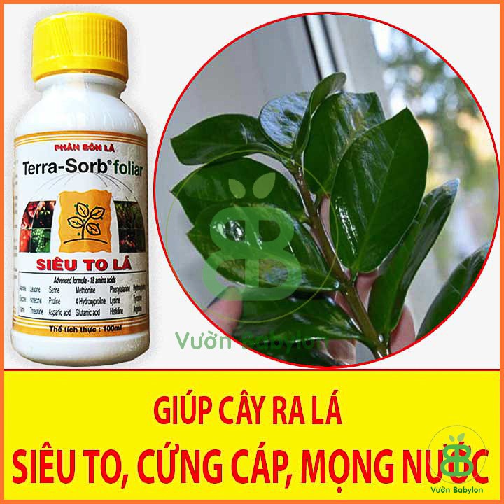 Phân Bón Kích Ra Hoa, Siêu To Lá Terra Sorb 100ml