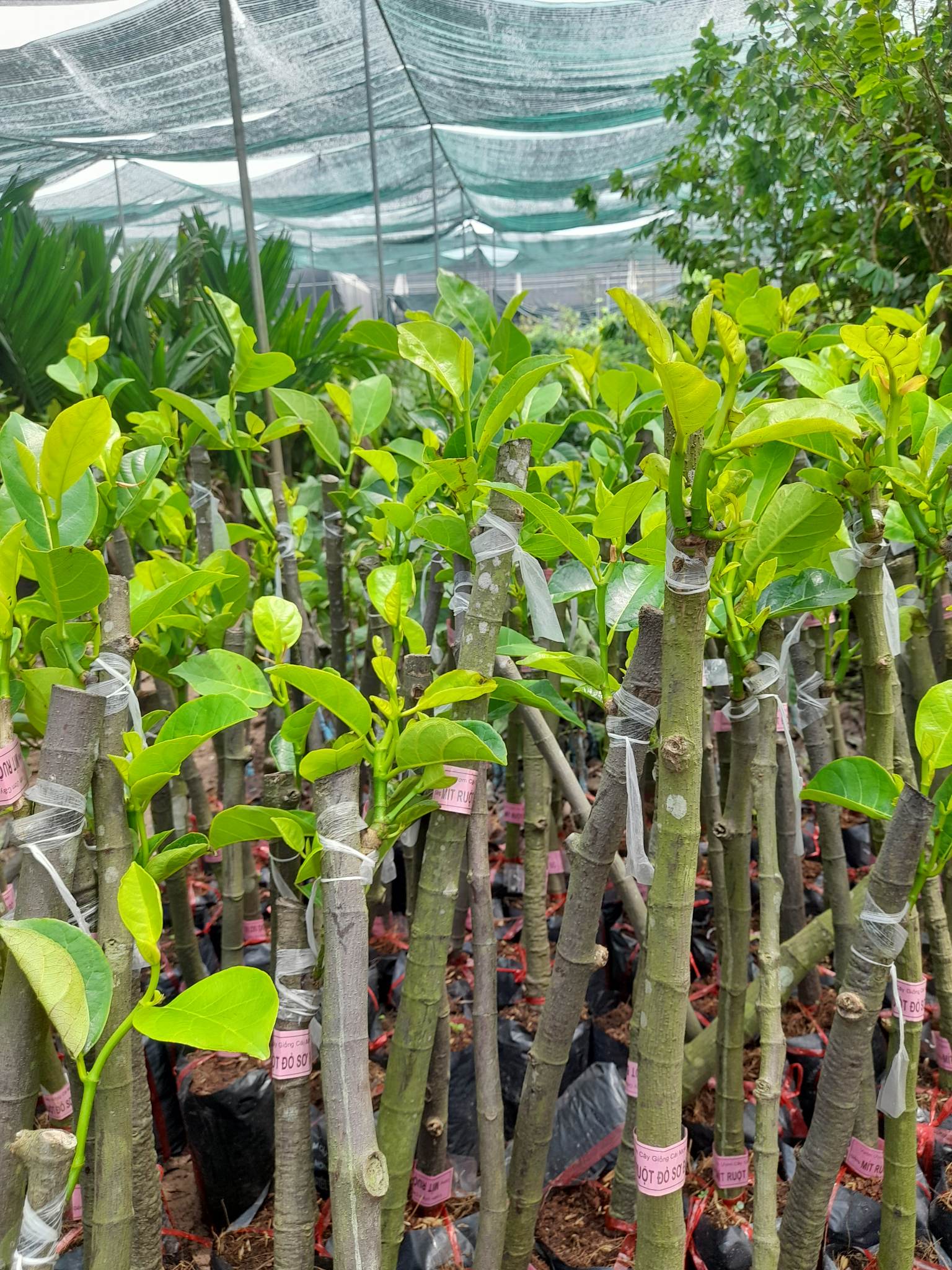 Giống Mít Ruột Đỏ Sơ Đỏ-Cây Ăn Trái+Tặng kèm phân bón