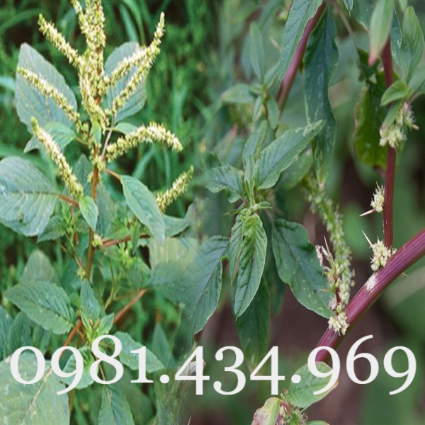 Cây Rau Dền Gai (Dền Dại) Khô 01KG Chất