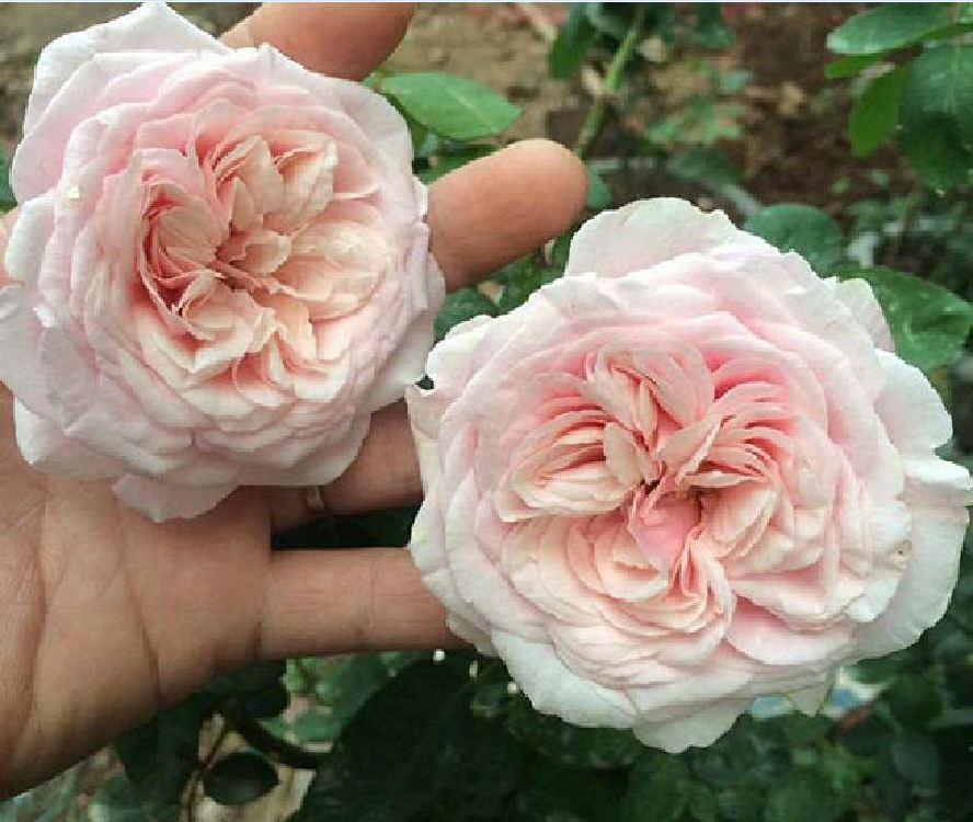 Hạt giống hoa hồng vân khôi ( 20 hạt/Kèm gói kích hạt nảy mầm )