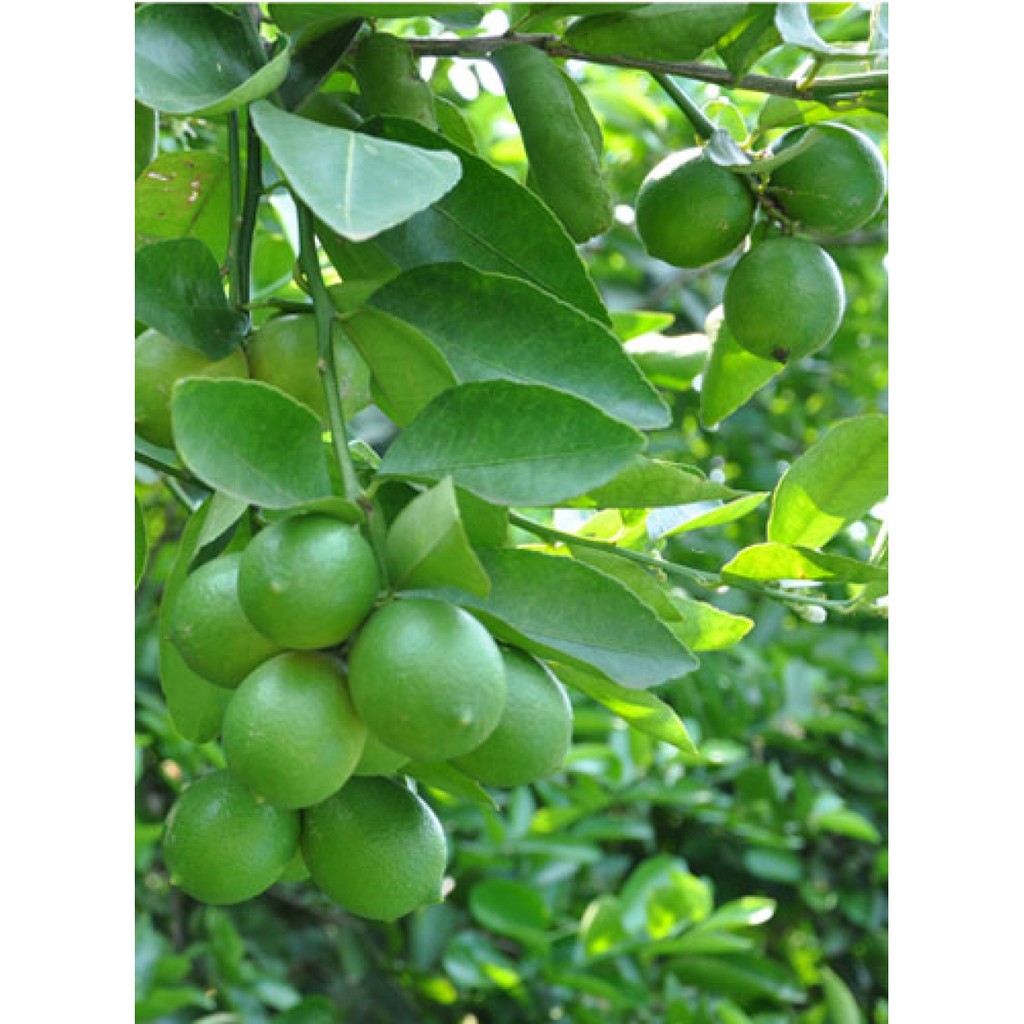 Lá chanh sấy lạnh 100g