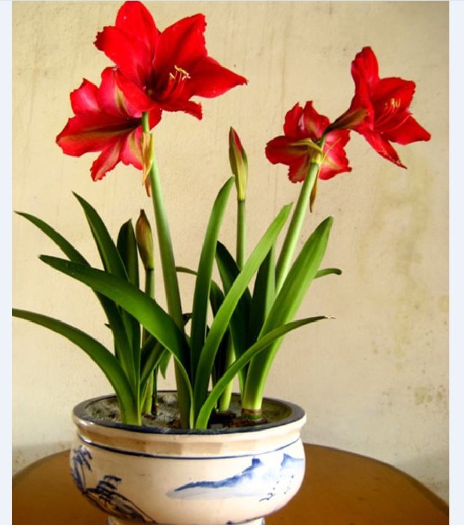 Củ hoa lan huệ tây màu đỏ nhung-1 củ-củ ngậm nụ sắn ,nhanh ra hoa