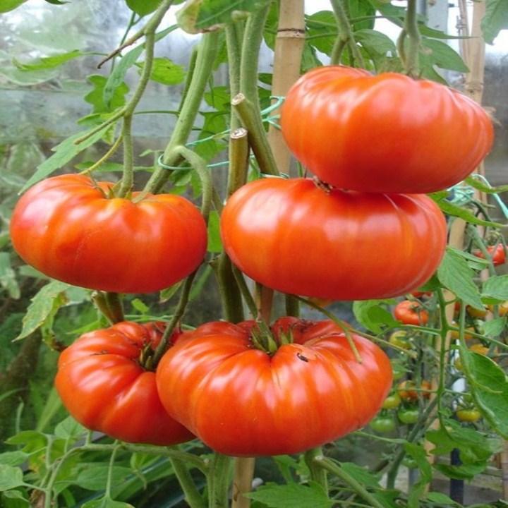 30 hạt giống cà chua khổng lồ