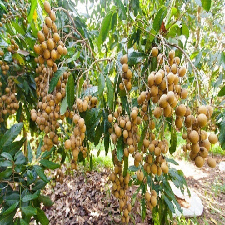 Cây giống NHÃN LỒNG SỚM HƯNG YÊN- Cây giống chuẩn F1