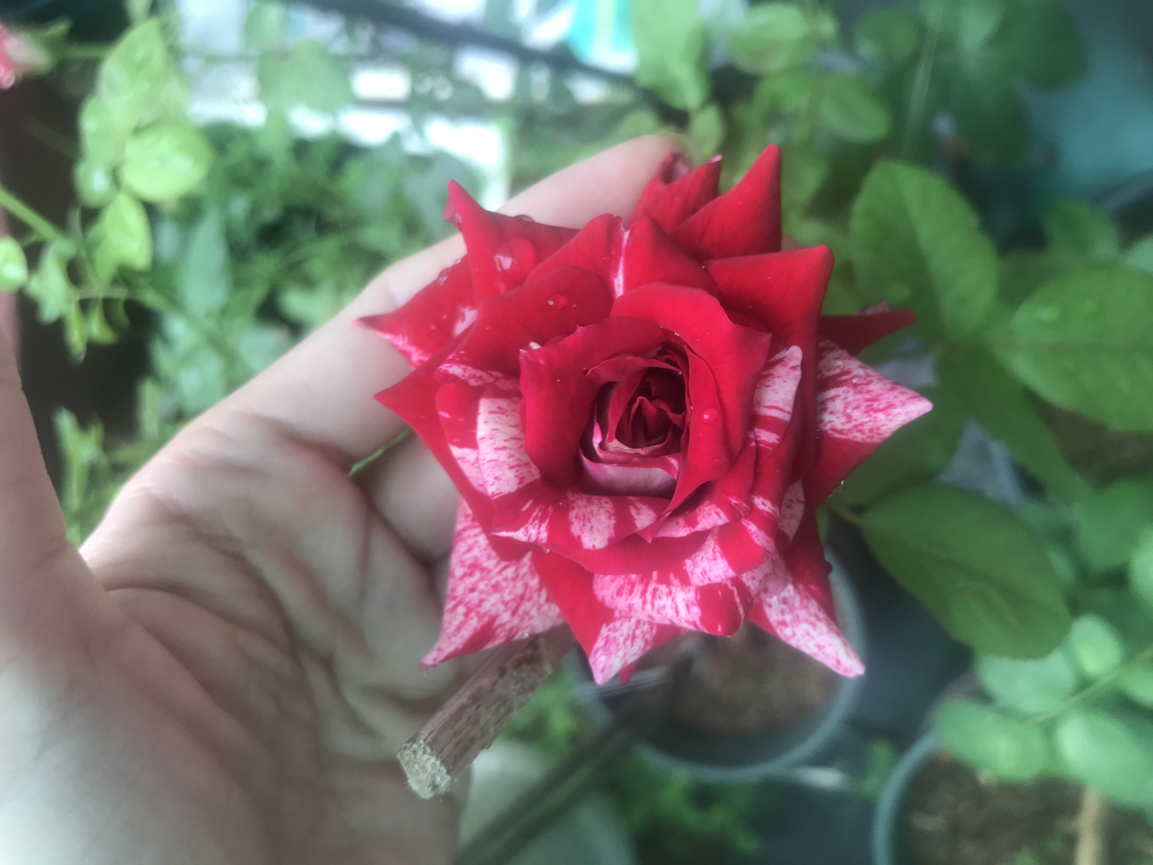 [HCM]Hoa hồng ngoại Julio Rose