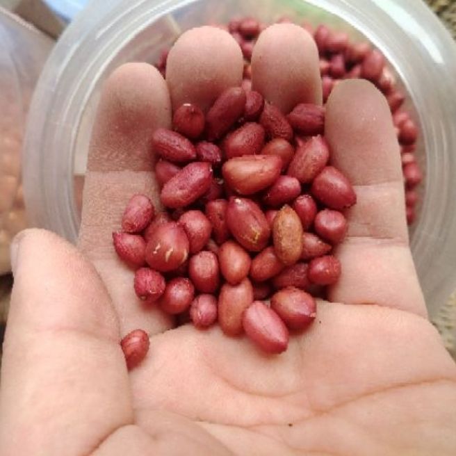 Sỉ toàn quốc 1kg lạc đỏ sống