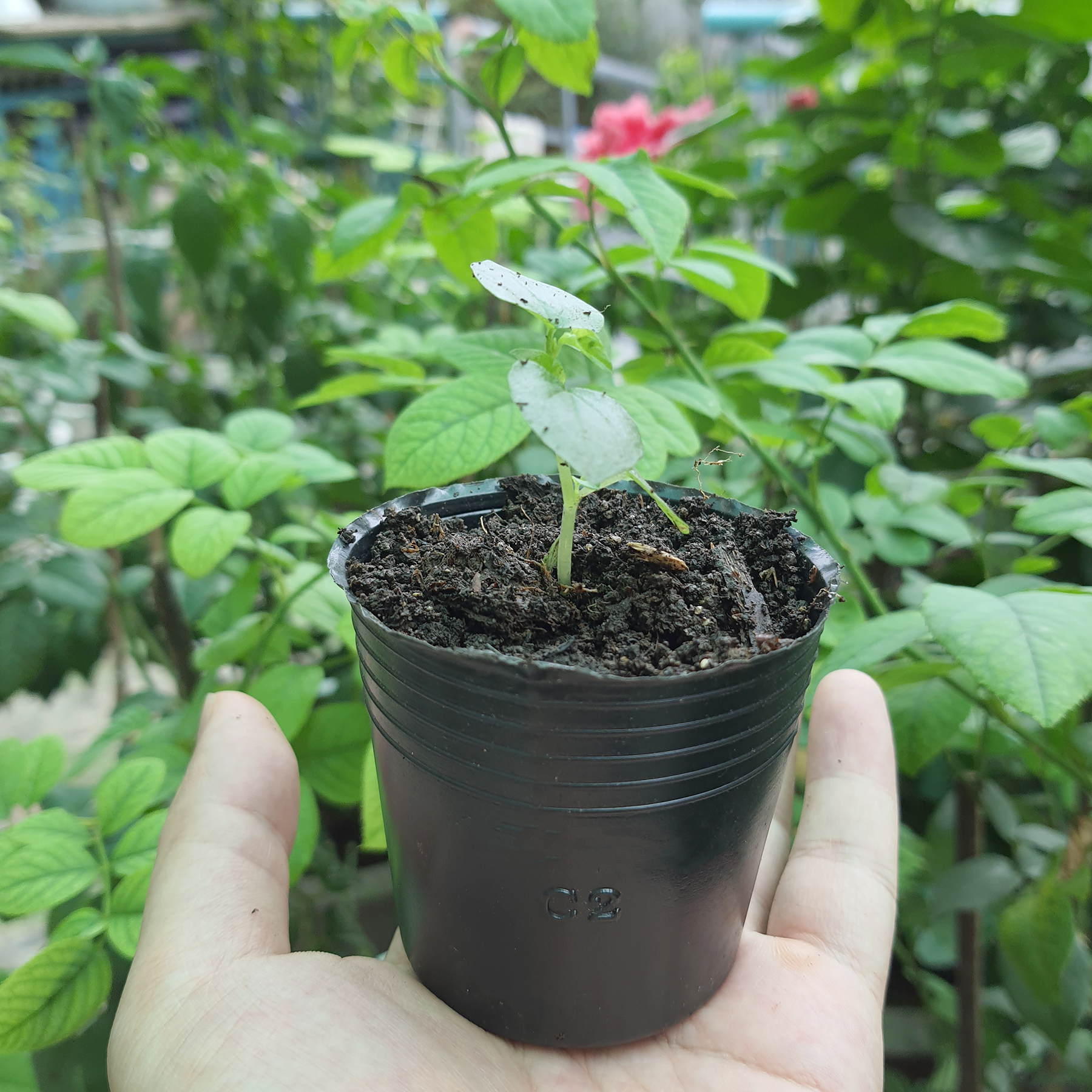 Chậu nhựa mềm C3 8x7cm dày và bền