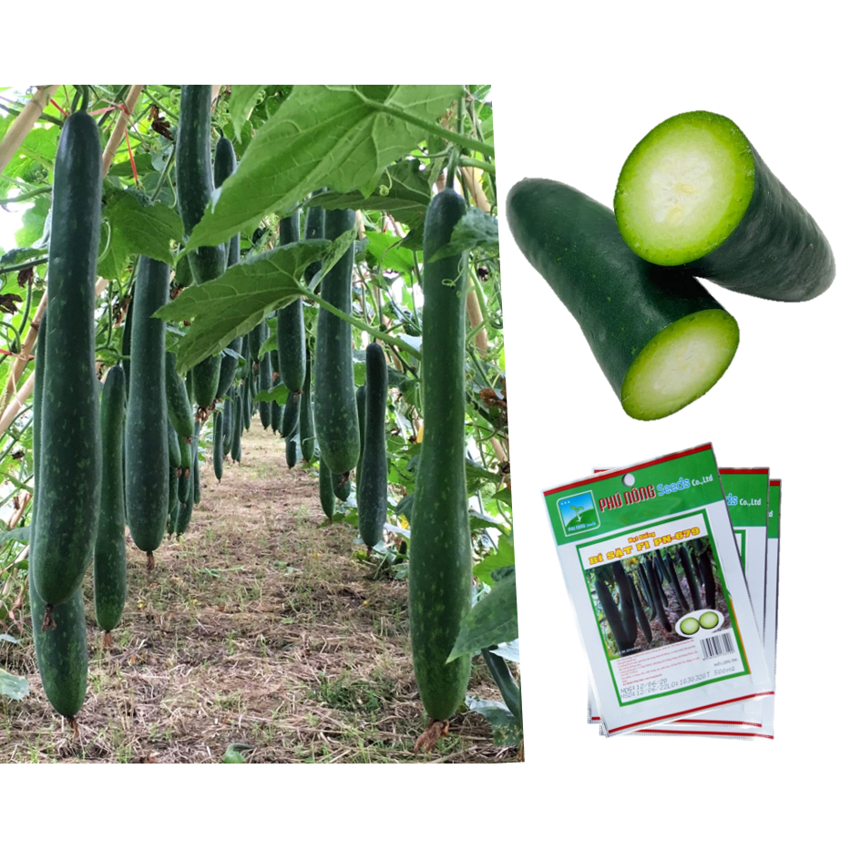 [HCM]Hạt giống Bí sặt Cao sản F1 Phú Nông - Bí đao cơm xanh quả dài giống khỏe năng suất cao VTNN Nông Điền Trang