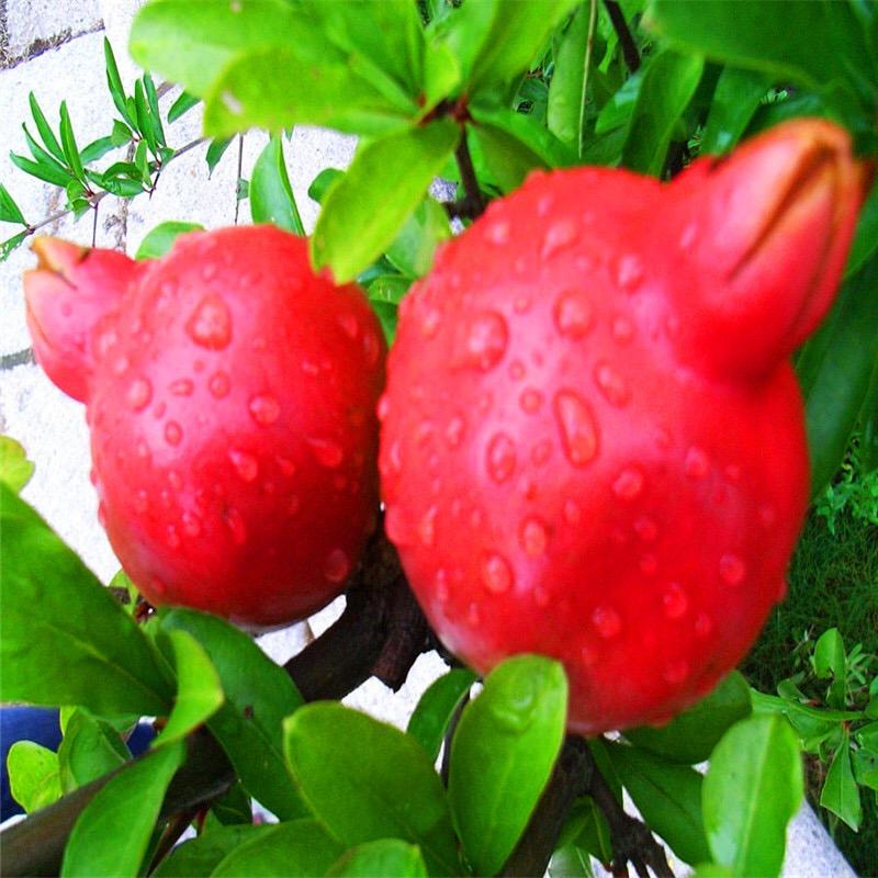 Pomegranate seeds - High Quality Seeds