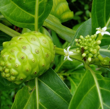 30 HẠT GIỐNG CÂY NHÀU (CÂY NHÀO)