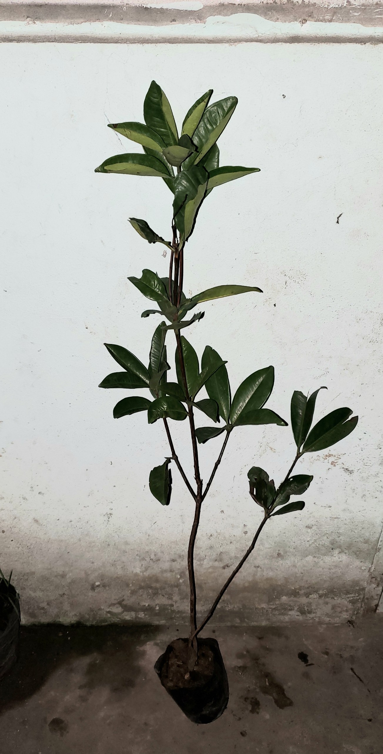 Cây giống Cherry nhiệt đới trồng xứ nóng cao khoảng 30 - 80cm