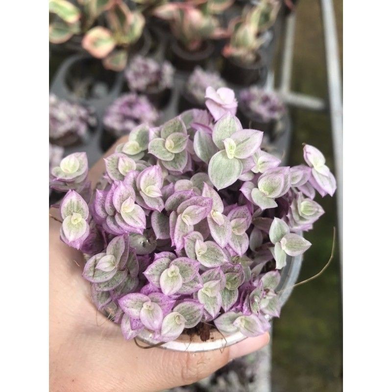 Bộ sưu tập thài lài
