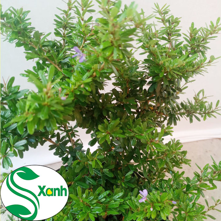 Cây Linh Sam Hoa Tím (tỉ lệ sống 100%)