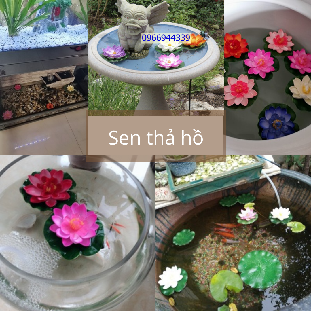 HCM Lá sen thả nước trang trí hồ cá tiểu cảnh