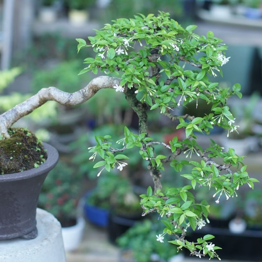 Cây Giống Mai Chiếu Thủy Lá Kim Khỏe Mạnh