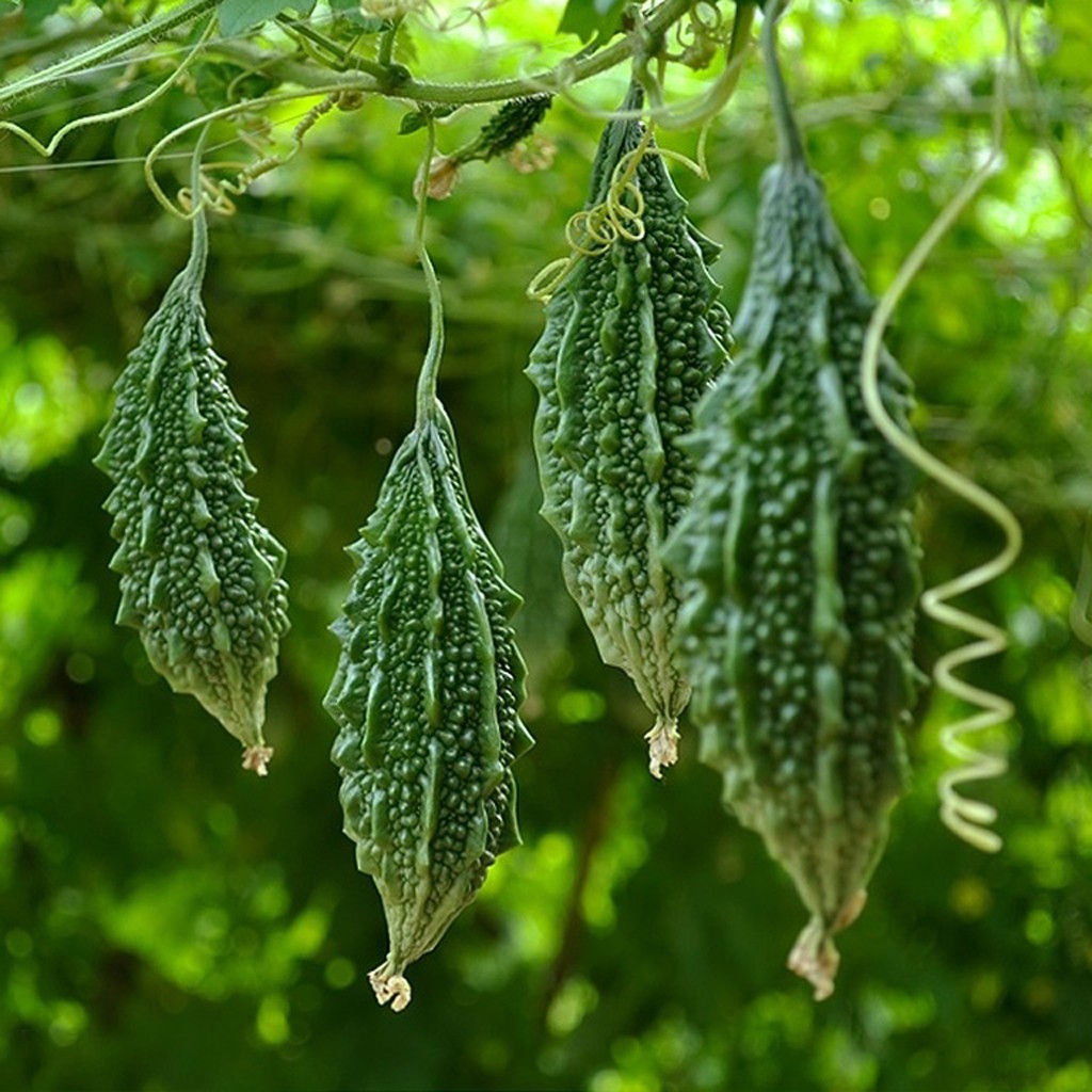 100gr bột khổ qua mướp đắng tinh chất handmade.