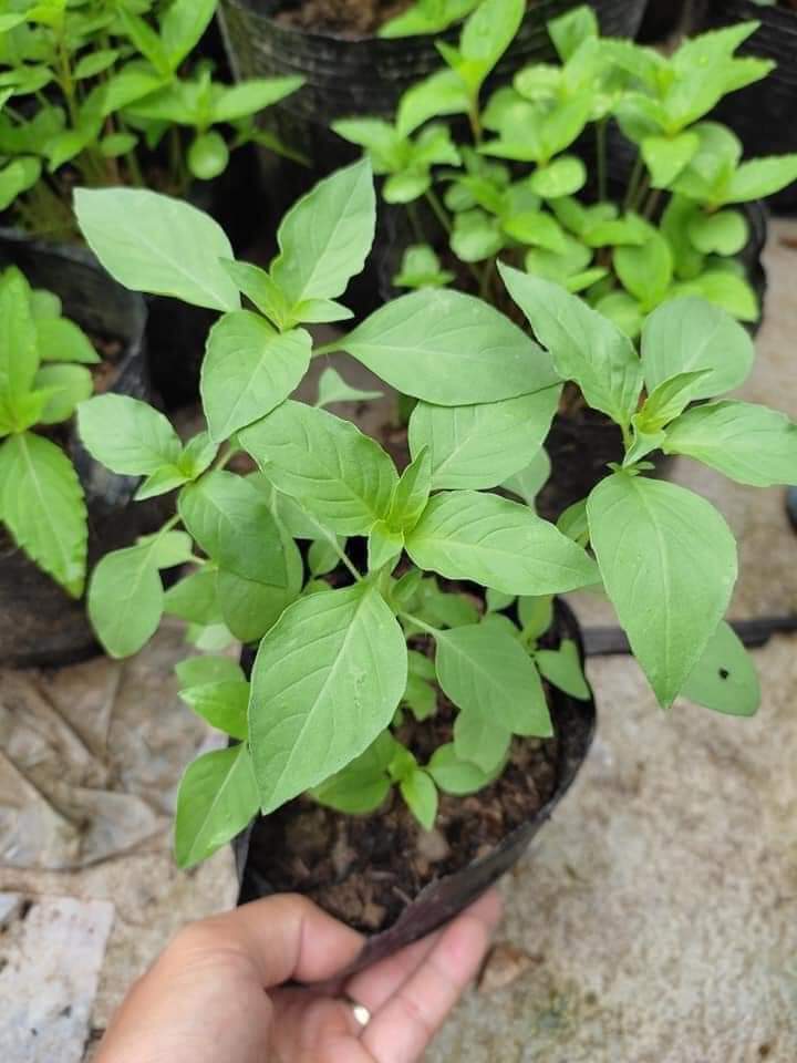 Hạt giống rau é trắng