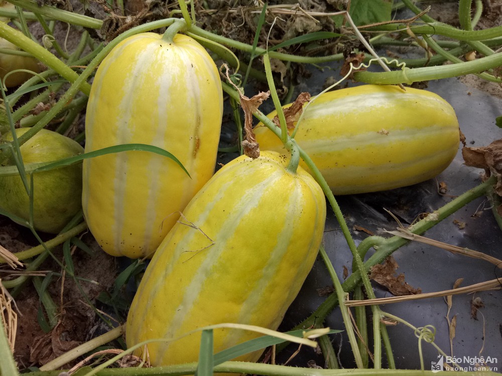 Hạt Giống Dưa Lê Hàn Quốc siêu ngọt - ( 20 hạt/gói )