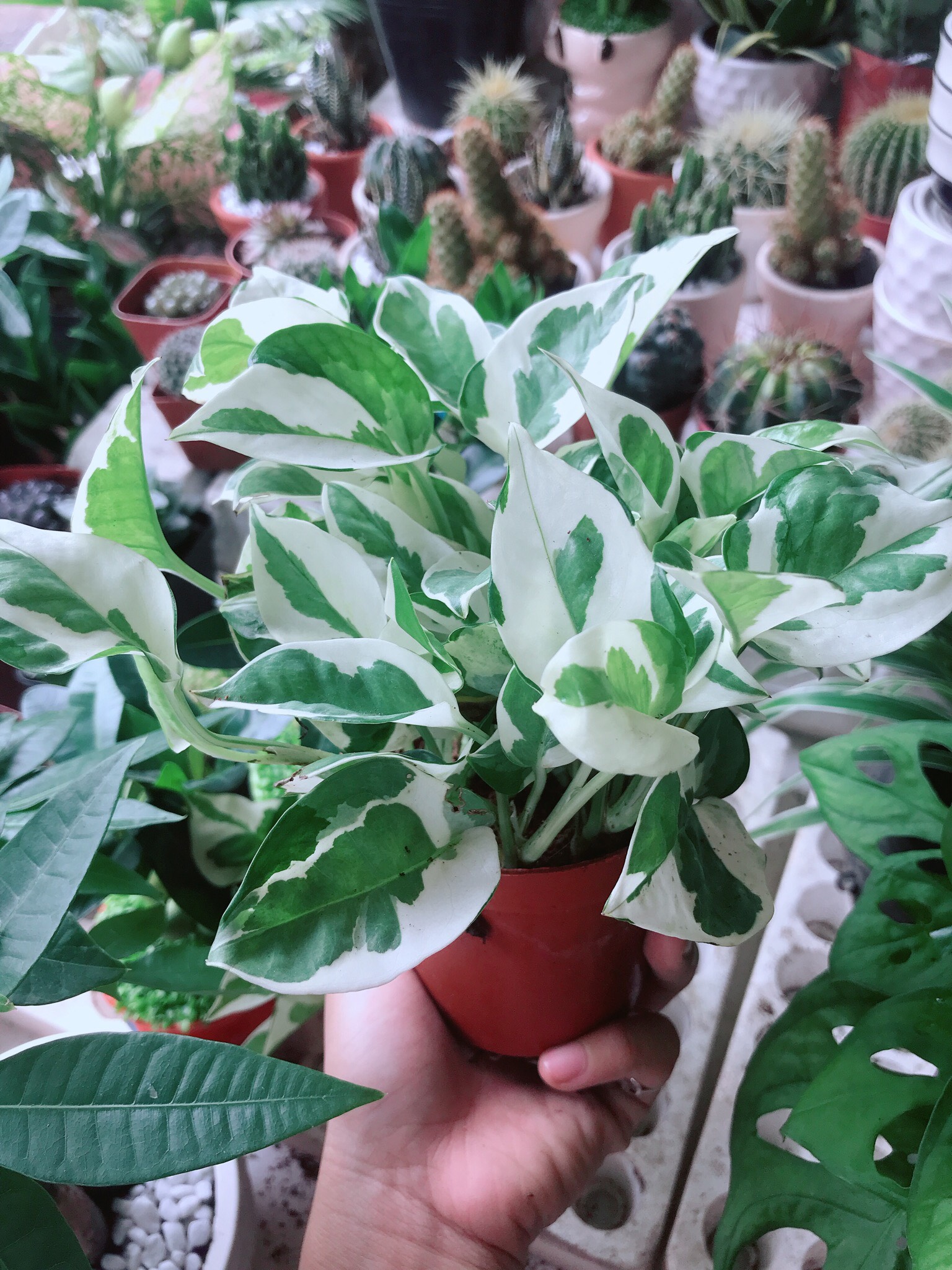 Trầu Bà Sữa