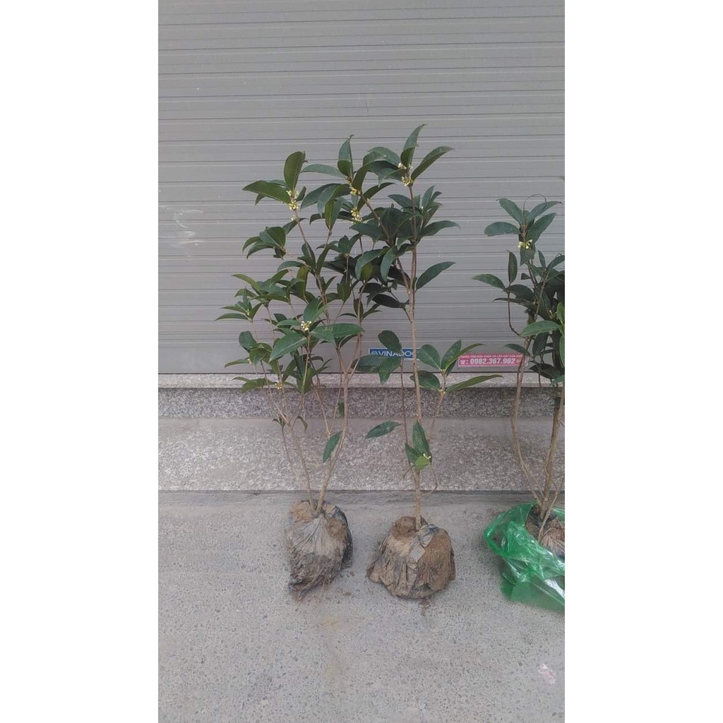 Cây Mộc Hương Ta Hoa Thơm Ngát
