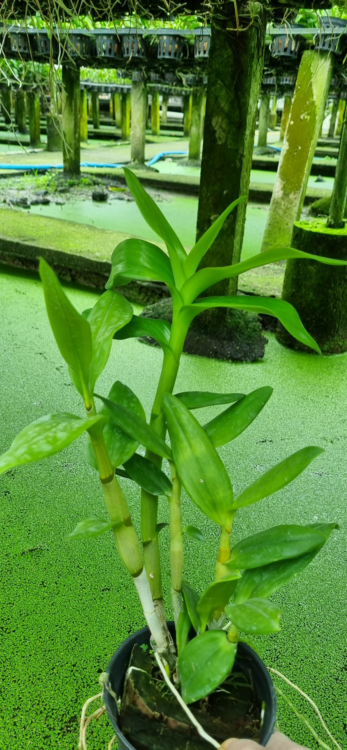 HOA LAN DENRO HỔ MANG HỒNG