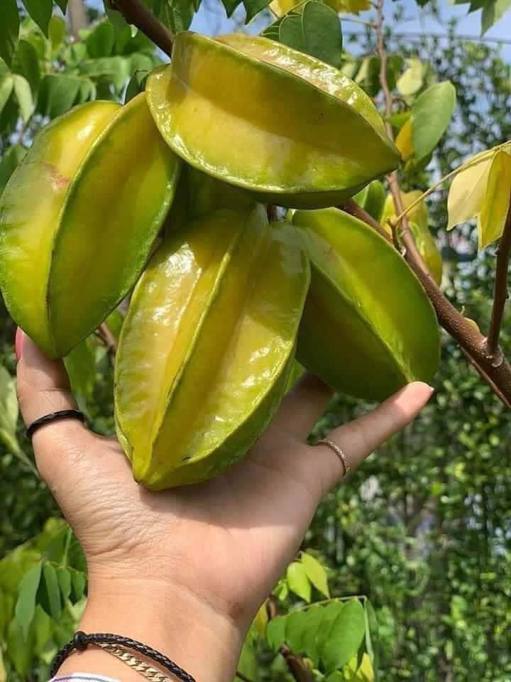 Cây giống khế chua, khế ngọt