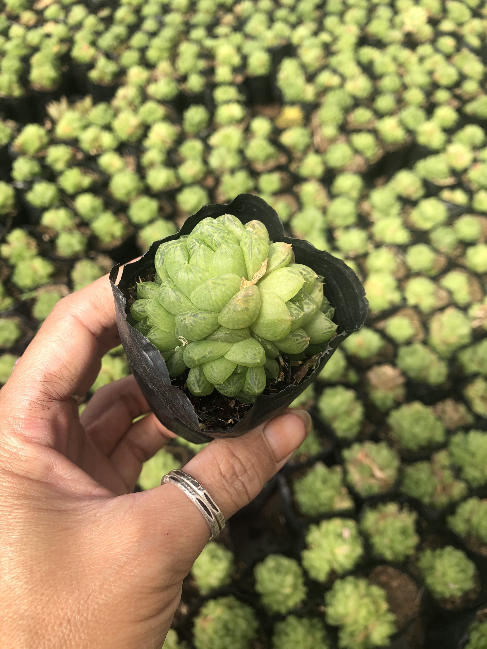 Sen đá dạng bầu nhiều màu sắc