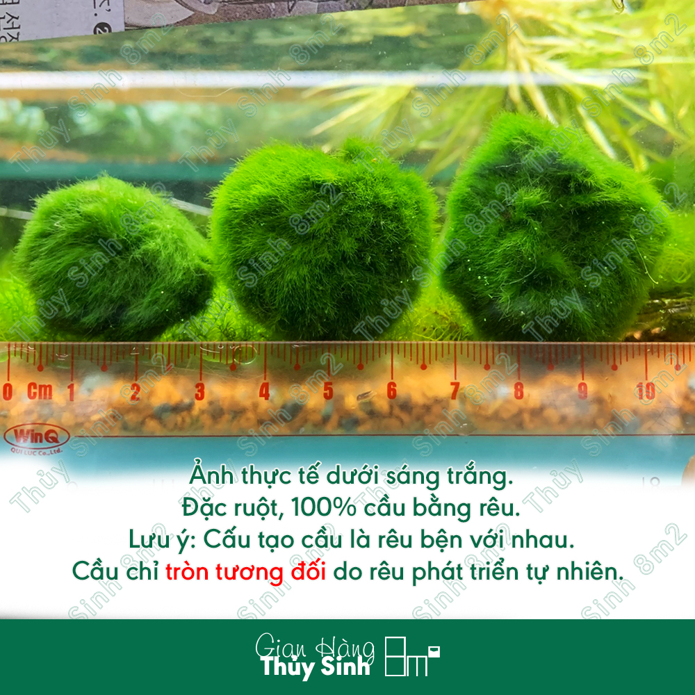 Tảo cầu marimo moss ball size lớn 3cm | đồ chơi tép cảnh, trang trí thủy sinh | 8m2