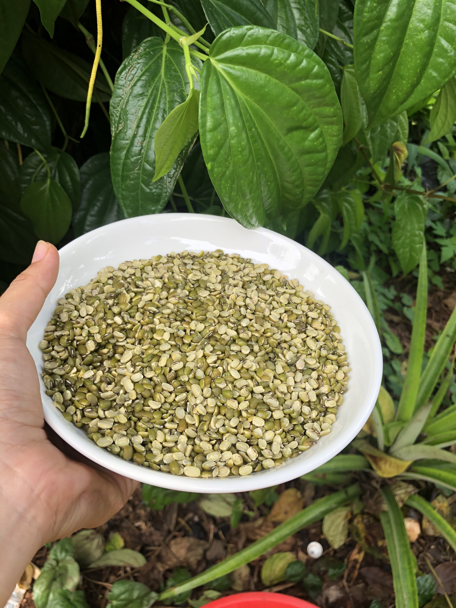 Đậu xanh Cà nửa, cà Còn Vỏ 500gr