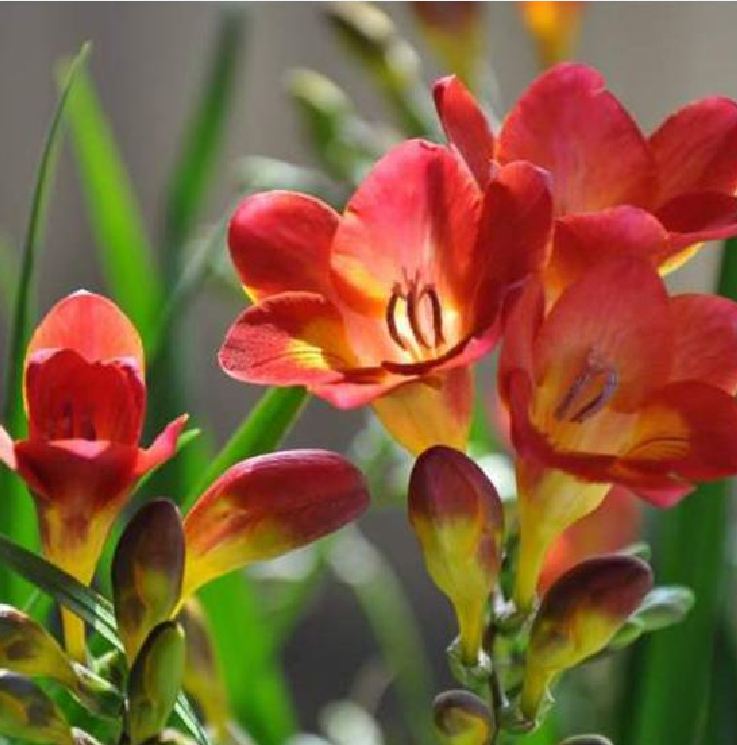 Củ hoa lan nam phi hoa màu hồng - 1 củ
