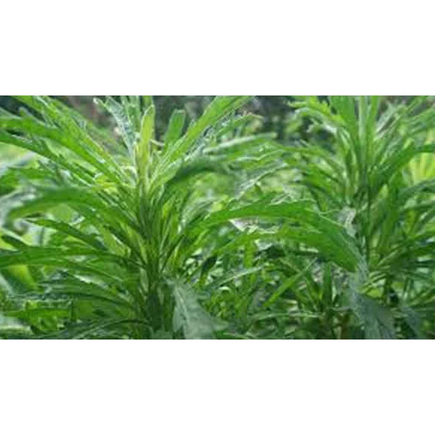 Cây ngải dại khô, phơi tay thơm ngon