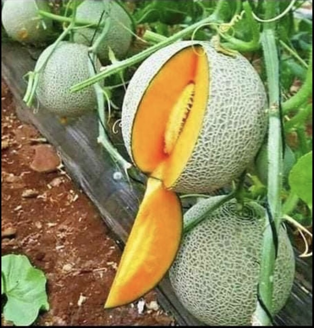 Hạt giống dưa lưới ( dưa tây ) chịu nhiệt năng suất cao gói 20 - 25 hạt giá rẻ